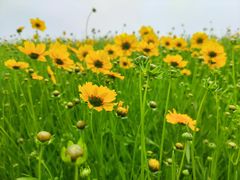 -洪湖湿地生态园