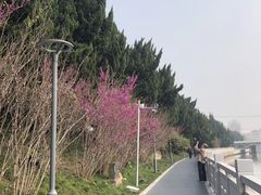 -嘉定紫藤园