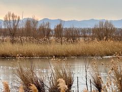 -野鸭湖国家湿地公园