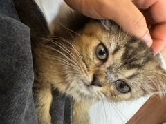 -楼上猫咖(罗湖店)