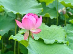 -陈家山荷花公园