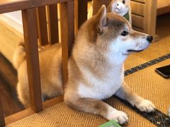 -豆柴町-柴犬主题狗咖(红鼎国际C座店)