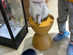 -藏猫猫咖啡主题馆(中央大道店)