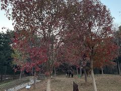 -北京西山国家森林公园