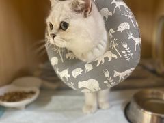 -谐和贝康宠物医院24小时·宠保定点(急重症转诊中心)