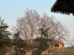-上海野生动物园