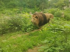 -石家庄市动物园