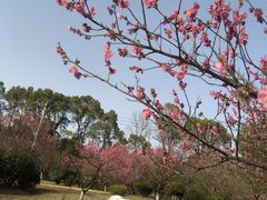 -黄陂区野村谷景区