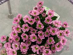 -MUSANG KING猫山王(龙湖杭州滨江天街店)