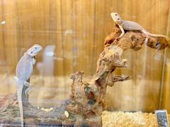 -酷以爬仙阁实体爬宠店·守宫·蜥蜴·专业繁育