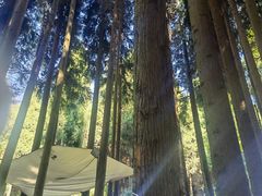 -武陵山森林公园