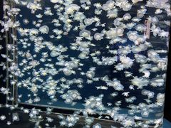 -太平洋海底世界