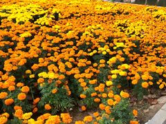 -祥源·阜阳生态乐园