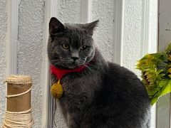 -共舞时光猫咖·狗咖(新街口店)