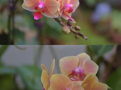 -上海辰山植物园