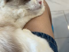 -楼上猫咖(罗湖店)