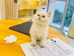 -柚子猫舍·精品猫舍购猫·猫咪认养·购宠·宠物店