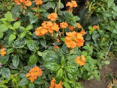 -国家植物园南园