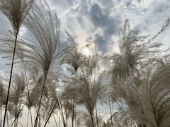-梁鸿国家湿地公园