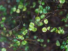-白塘生态植物园