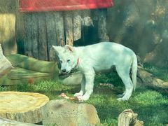 -大连森林动物园