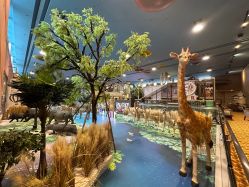 -卡通尼·Safari非洲探索乐园·生日会(金桥国际商业广场店)