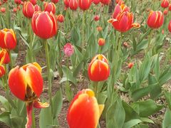 -长春公园(普阳街道)