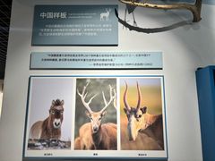 -北京麋鹿生态实验中心