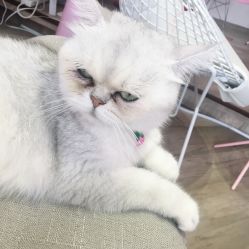 -型走Symbol造型
