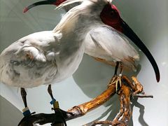 -陕西自然博物馆