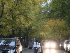 -三里屯东五街银杏大道