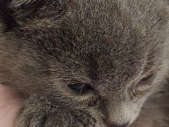 -北京恒爱动物医院(清景园分院)