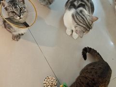 -平行世界·猫咖(首经贸店)