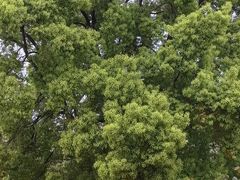 -武汉大学-樱园