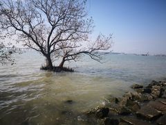 -宝安西湾红树林湿地公园