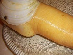 象拔蚌-广州富力君悦大酒店·凯菲厅