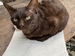 -喵屿·大理花园猫咖