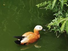 -扬州市茱萸湾风景区
