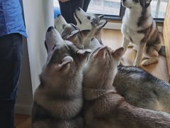 -Husky Go! 哈士奇体验馆·宠物咖啡厅狗咖