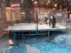 -帝企鹅自助餐厅•儿童岛•真企鹅(长隆企鹅酒店)