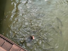-海珠湖公园