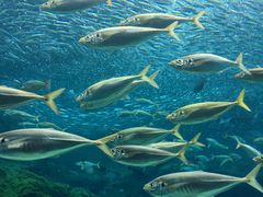 -西海国立公园九十九岛水族馆