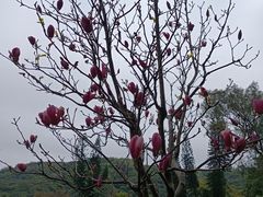 -桃花涧
