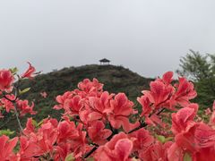 -大围山国家森林公园