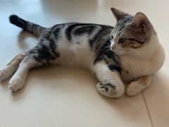 -飞行喵MR PILOT|猫舍·猫咖(静安大融城店)