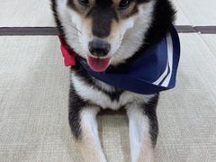 -逗柴咖啡屋·狗咖猫咖宠物桌游