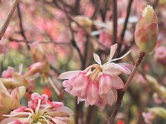 -越秀西湖花市(广州城市广场花卉店)