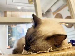 -楼上猫咖(罗湖店)