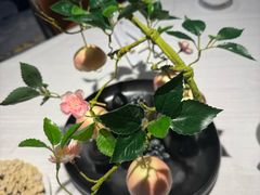 -天瑞轩·粤菜餐厅
