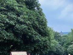 -灵谷景区